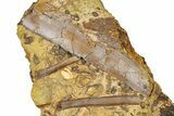 Fossil Dinosaur Rib and Tendons in Sandstone - Wyoming #370653-1
